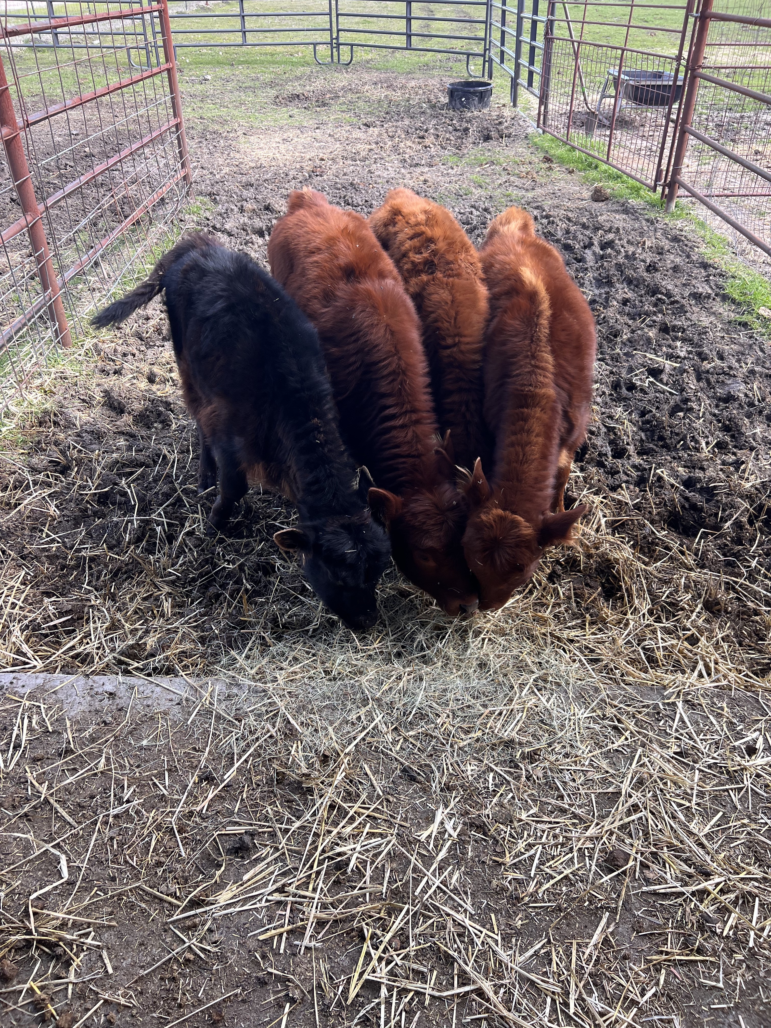 A group of young Dexter calves at Lowery Farm