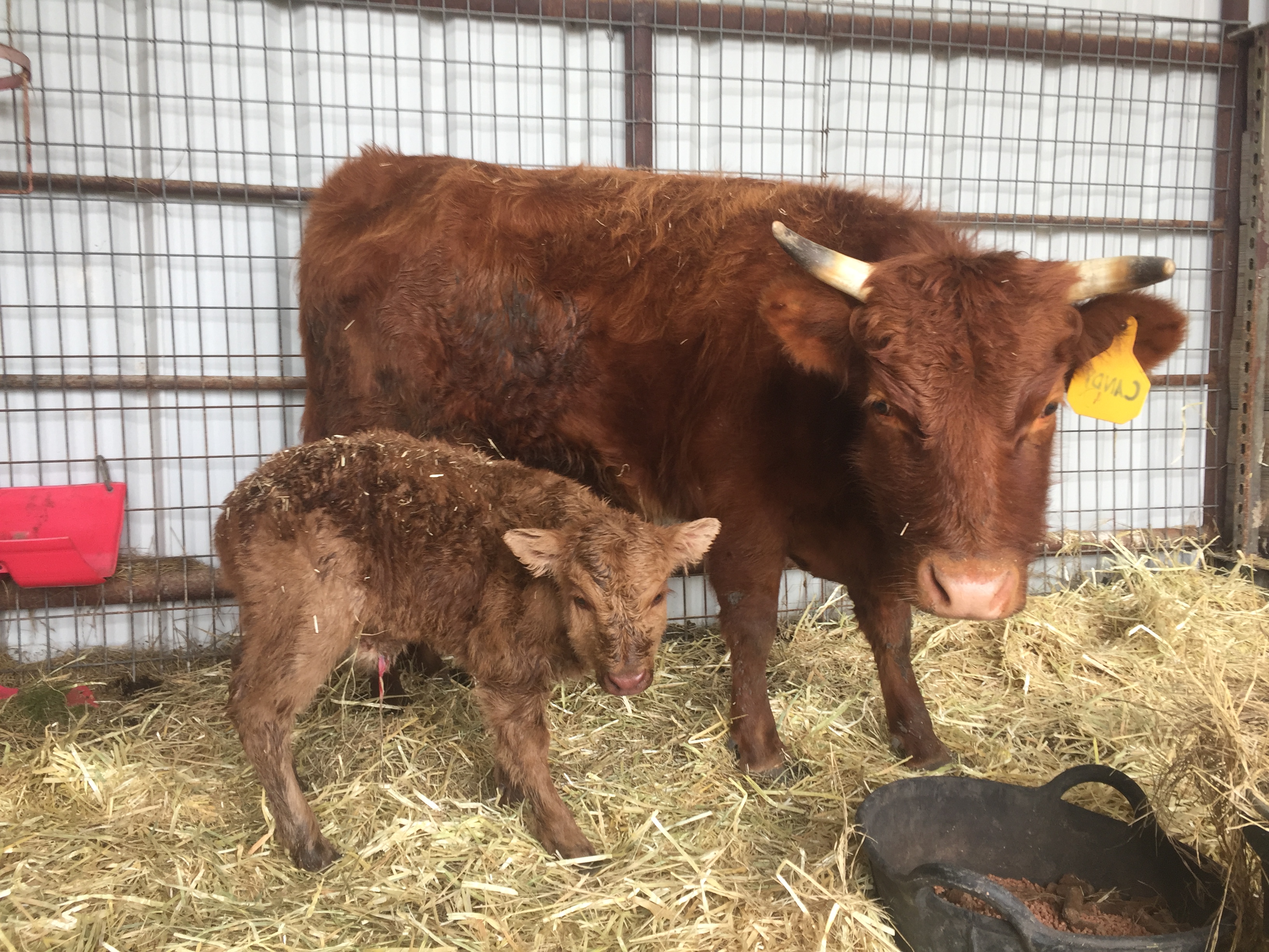 A Dexter cow at Lowery Farm